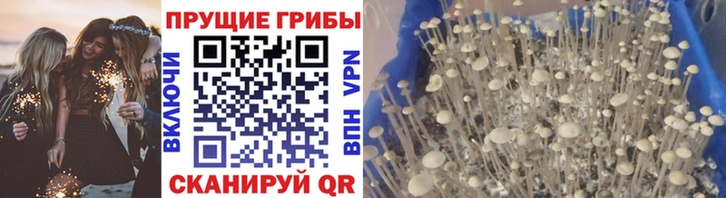 где купить наркоту  гидра зеркало  Псилоцибиновые грибы Cubensis  Валуйки 